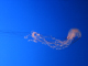 161_6143