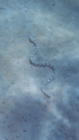 serpedacqua